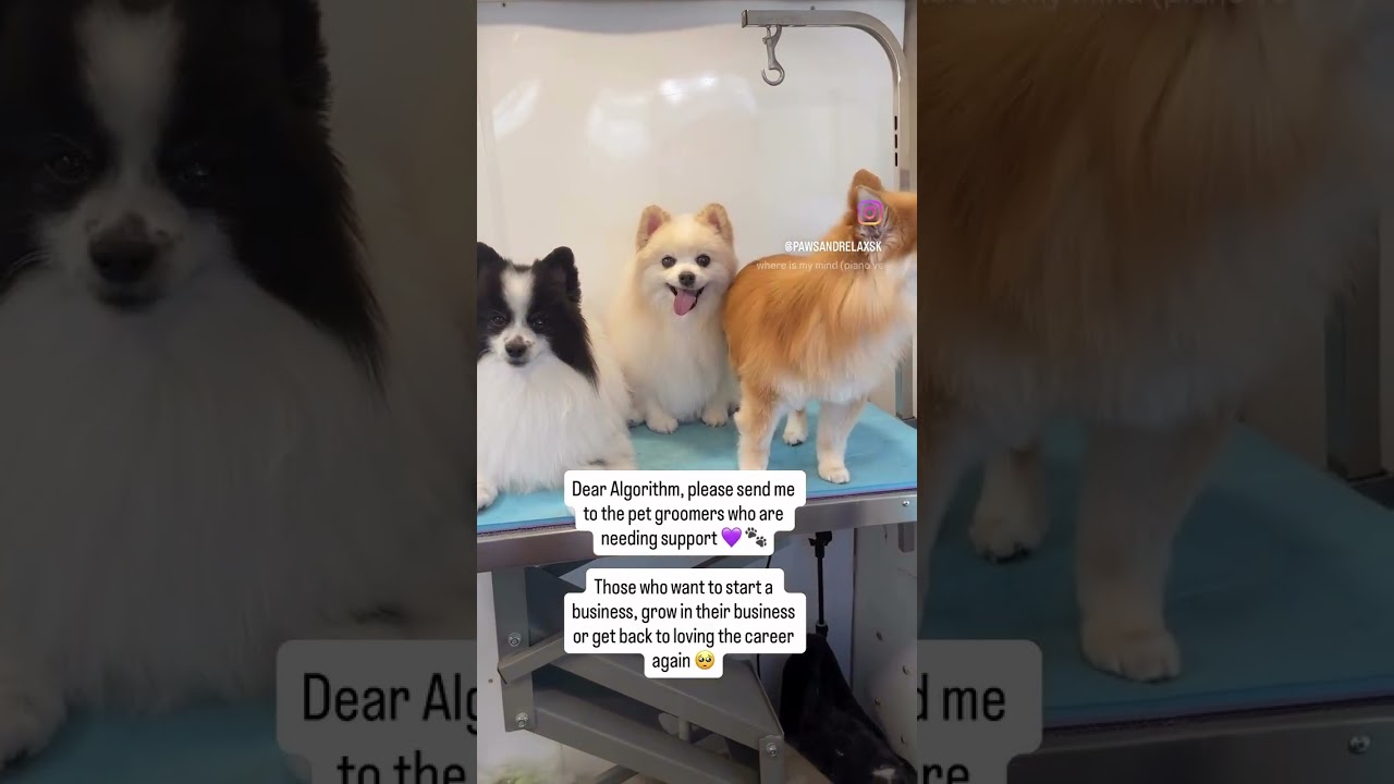 Lost Your Sparkle For Pet Grooming? ✨ #petgrooming #petgroomerburnout