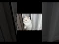 Funny Cat Videos - Bouncing Cat | Cat And Video #Shorts