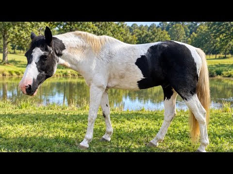 Jasper Gentle Family Gelding 
