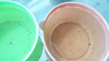 Cá ông tiên đẻ / cách lấy trứng và cá con trong hồ cộng đồng và cách chăm cá ông tiên  con