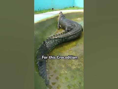 Largest Crocodile ever captured is terrifying… Meet “LoLong” - YouTube