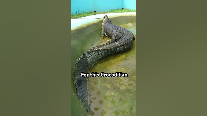 Largest Crocodile ever captured is terrifying… Meet “LoLong”