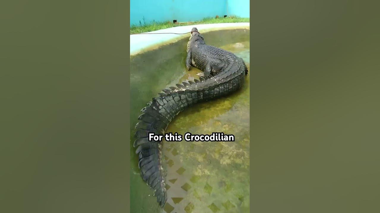Largest Crocodile ever captured is terrifying… Meet “LoLong” - YouTube