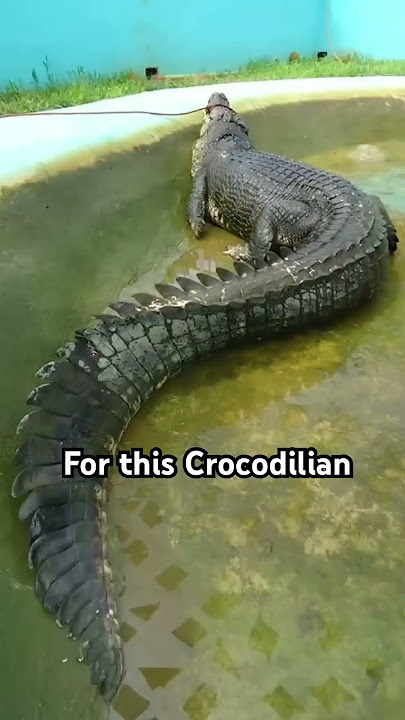 Largest Crocodile ever captured is terrifying… Meet “LoLong”