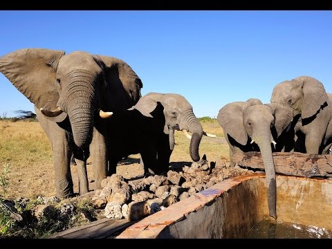 Planet Wissen - Tierwanderungen