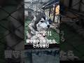 留守番から帰ったらこんな感じシリーズです。めっちゃはしゃいでて可愛い笑