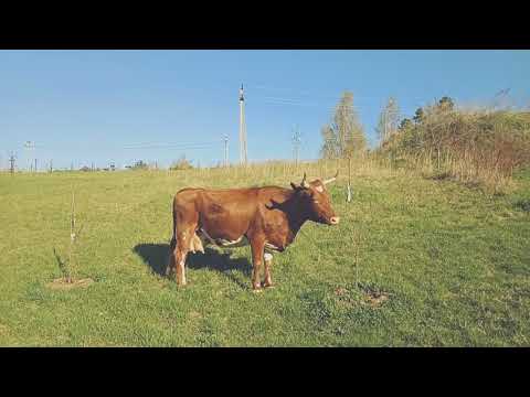 Корова айрширской породы.