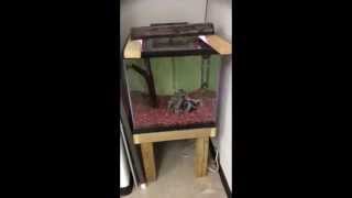 Classroom Cribs Challenge