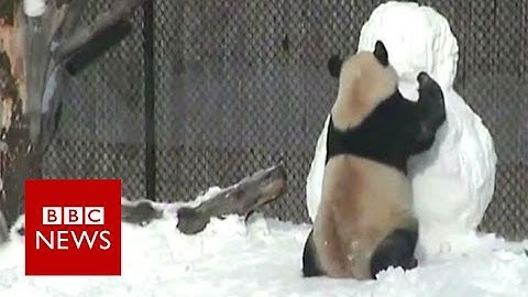Giant panda vs snowman - BBC News