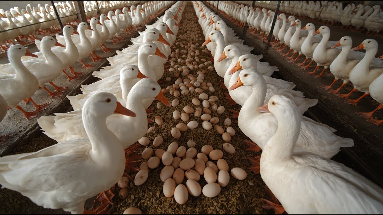 How to Raise Ducks for Profit: Harvesting, Sorting & Shipping 1,000+ Duck Eggs Daily