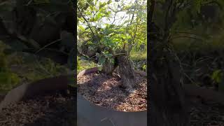 Asam Jawa Program Plintir