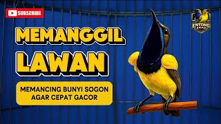 Panggilan sogon mencari lawang unyuk tarung || pancingan sogon malas bunyi #sogon #pancingansogon 