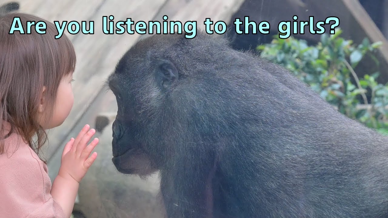 Gorilla Kintaro is listening to the girl.【Kyoto city zoo】