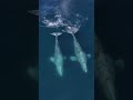 Insane footage of a pair of Killer Whales hunting a Humpback Whale mother and calf