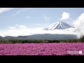 Fuji Shibazakura Matsuri