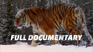 The Reason Big Cats Dominate Every Hunt