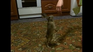 26.06.17 Зайка в ДОМЕ:) ТАНЦОР ДИСКО:))) Hare in the house