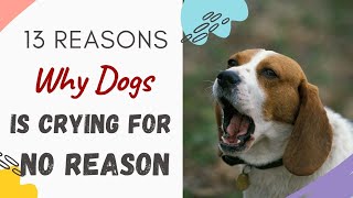 Why is My Dog Crying for No Reason? 13 Reasons Why Dog Cry for No Reason (Answered \& Explained)