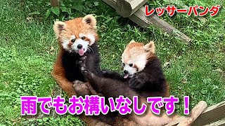 母親から目の届かないところで子供のレッサーパンダが…
