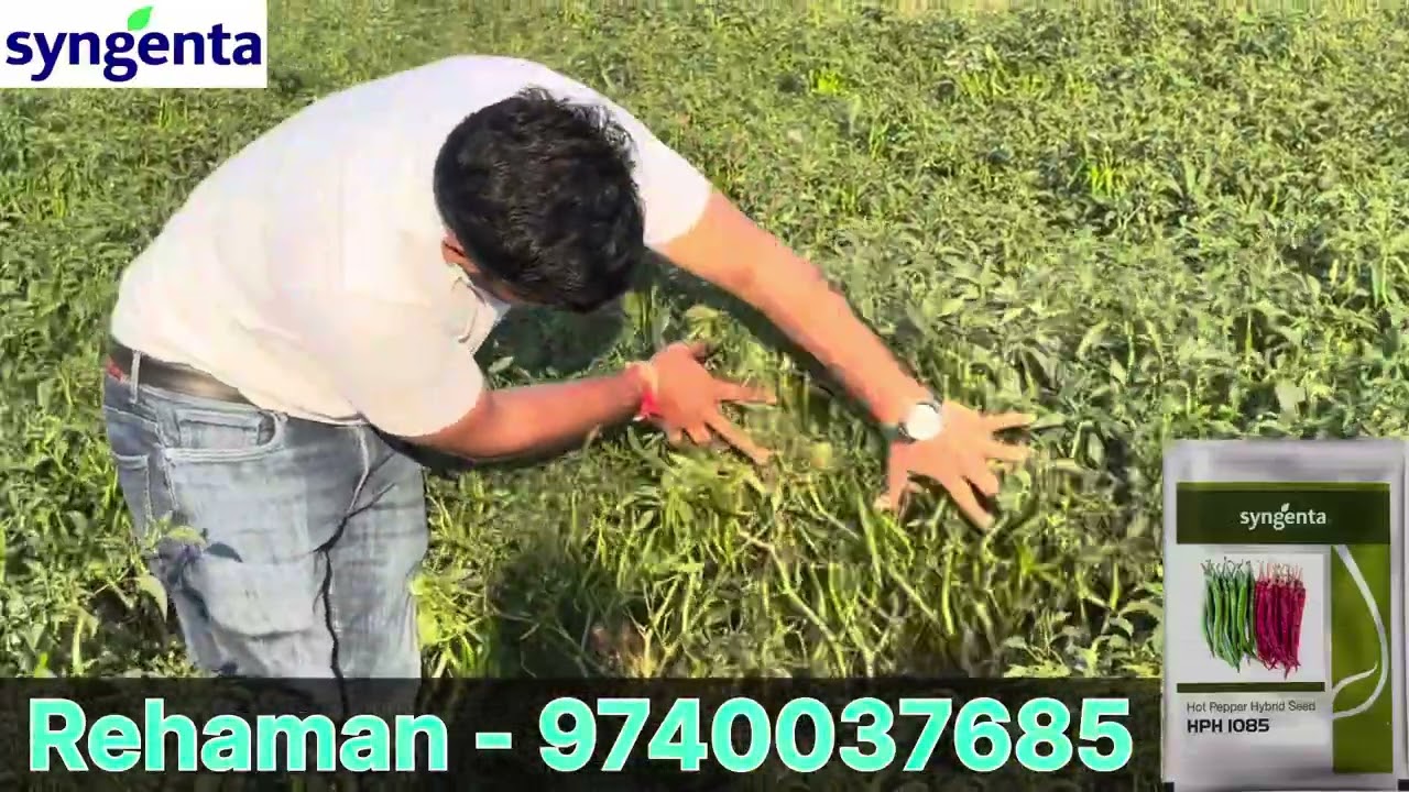  ಸಿಂಜೆಂಟಾ 1085 ಮೆಣಸಿನಕಾಯಿ ಕಡಿಮೆ ವೈರಸ್ ಅಧಿಕ ಇಳುವರಿ ಹೆಚ್ಚು ಲಾಭ 