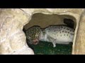 How long does it take for a leopard gecko to shed How long does it take for a leopard gecko to shed