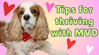 14 yo Cavalier with MVD B2 Thrives  Vet Visit, Diet , Exercise  & Supplement Secrets!