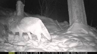 Jan 18th   Trail Camera - Coyotes