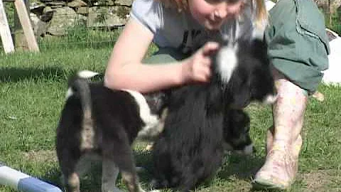 Well Balanced Pup - Intro with Sheila Crispin
