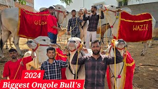 Top Quality Ongole bull's for sale in Hyderabad tadbun | biggest ongole bull's available for 2024