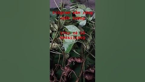 510gam #sâm rừng già , tuyển chọn toàn củ nhỏ, dài ,nhiều mắt ,cọng lá cực ngắn, quá ngon!