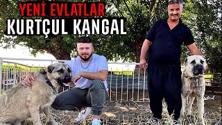 1 Saf Kangal 2 Yavru Çoban Köpeği̇ Aldim Çok Güzeller