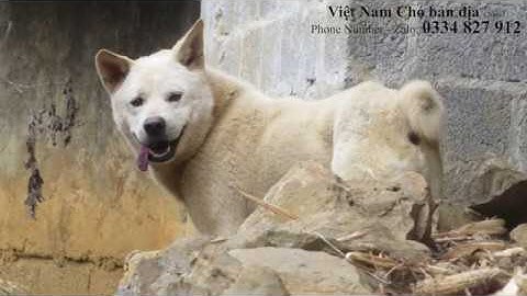 HÀNH TRÌNH VỀ CỘI: Cá thể Chó H