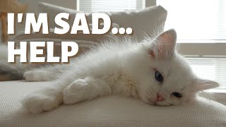 6 Tips for Helping Your Grieving Pet | How Can We Help Pets Cope with Loss by Furry Diary 2,768 views 2 years ago 4 minutes, 41 seconds