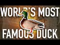 The Story of Trevor the Duck