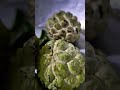 What you call this juicy FRUIT in ur area? #custardapple #sitaphal #sugarapple #cherimoya #sharifa