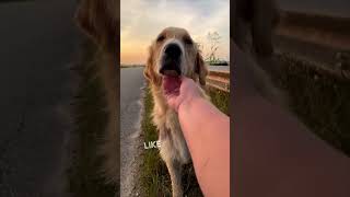 Saving a dog that was abandoned and hurt ❤️