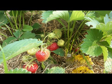 Как защитить ягоды от птиц