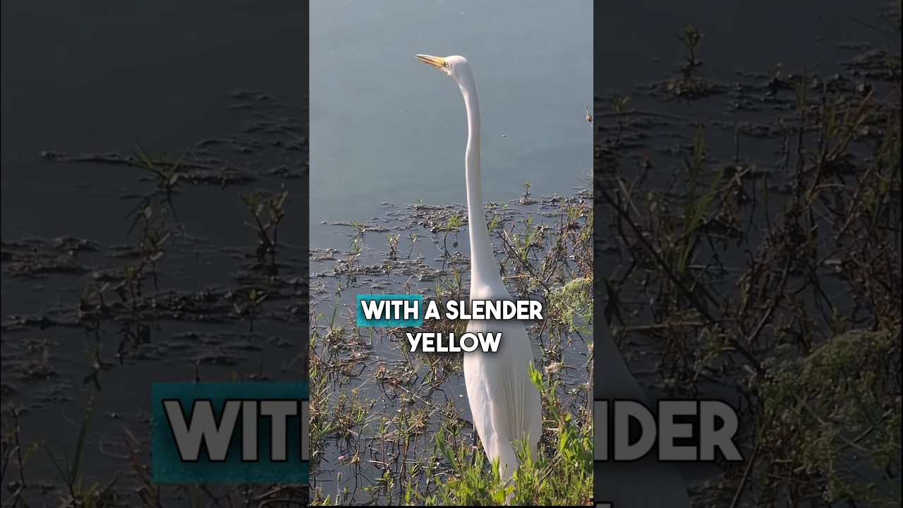 Have you seen one? 👀 