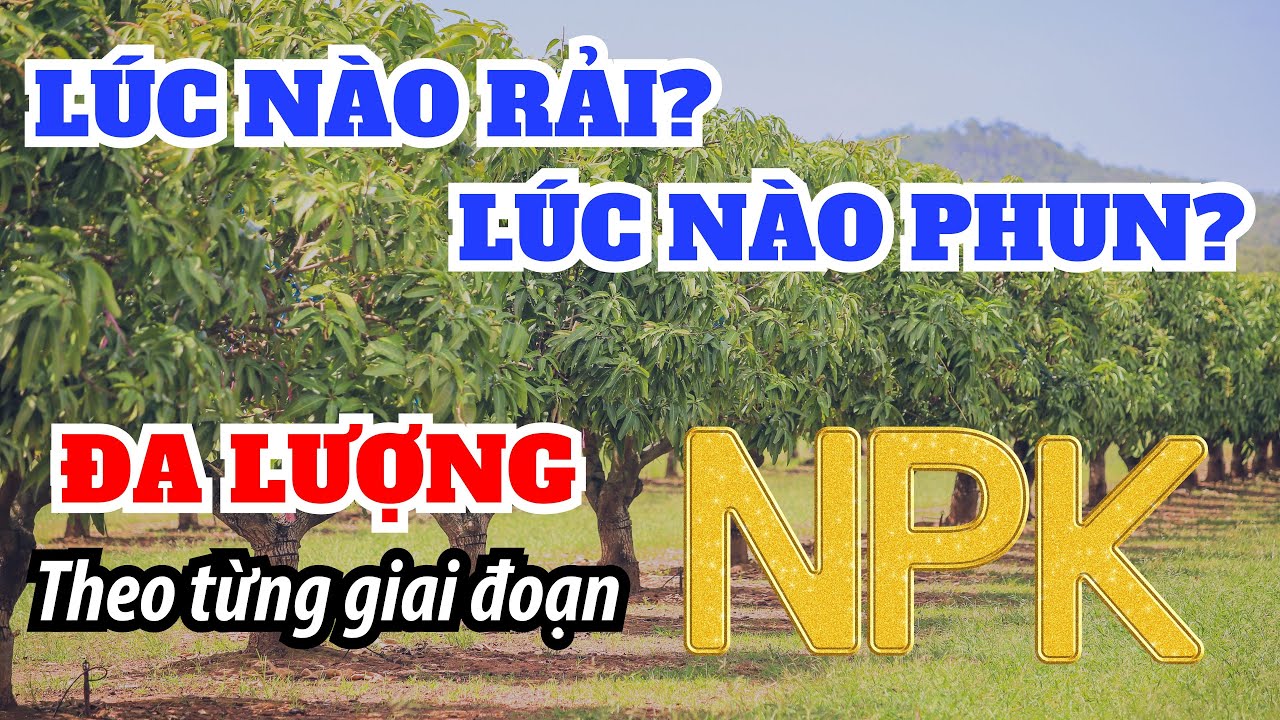 Sử dụng đa lượng N, P, K qua từng vị trí: rễ, lá, hoa, trái | Khi nào rải? Khi nào phun hiệu quả?