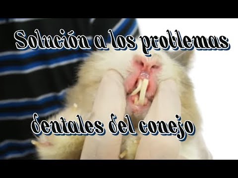 Video: Problemas De Los Dientes De Las Mejillas En Los Conejos