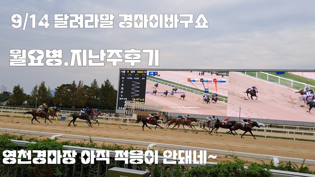처음붙어본 영천경마장 결승점이 짧아 아직 적응이 안돼네~(경마 이바구쇼 지난주후기)