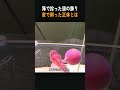 浜辺で拾った透明なカプセル、育てたら人懐っこい魚に