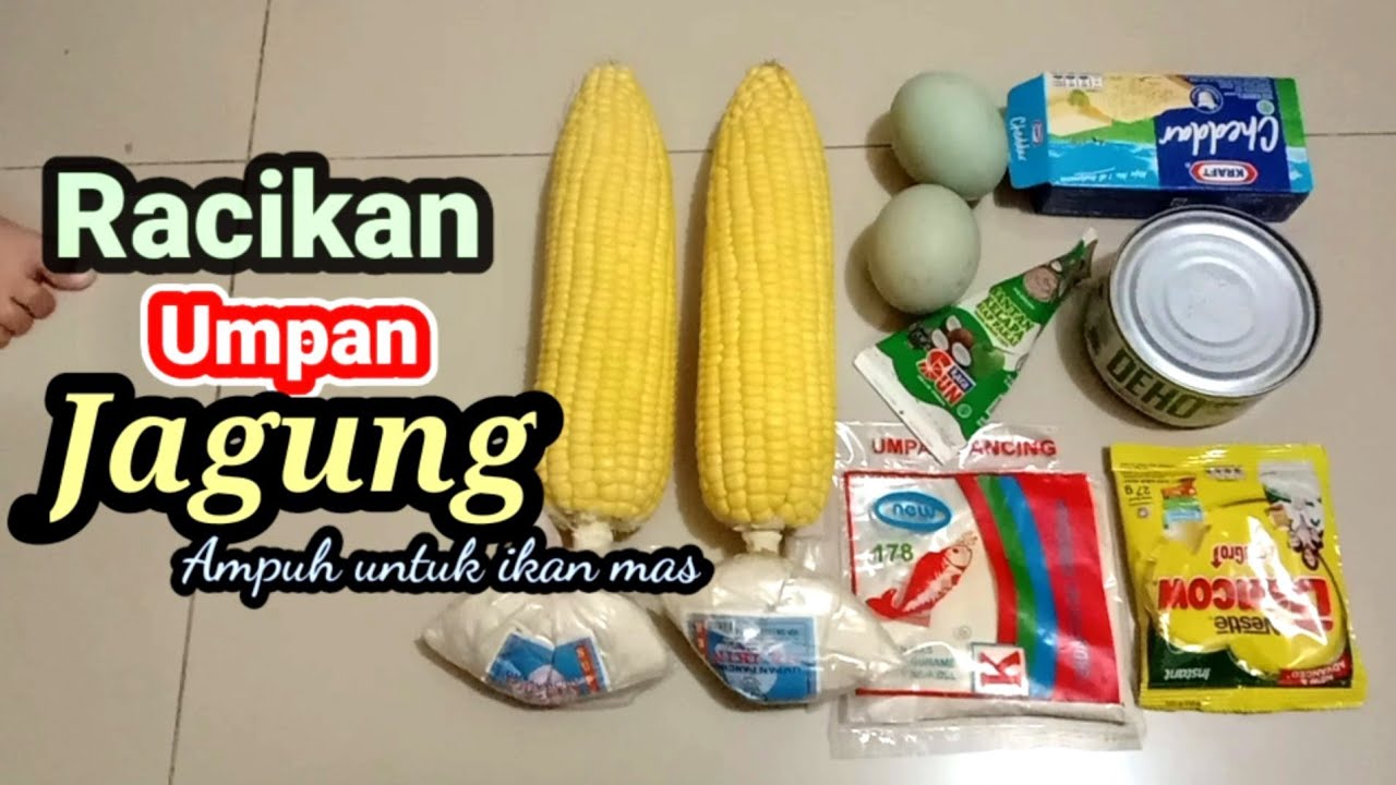 Racikan Umpan Jagung untuk ikan mas di jamin Ampuh