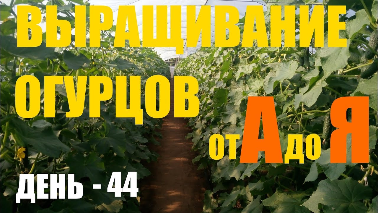 Выращивание огурцов (2й оборот) День 44