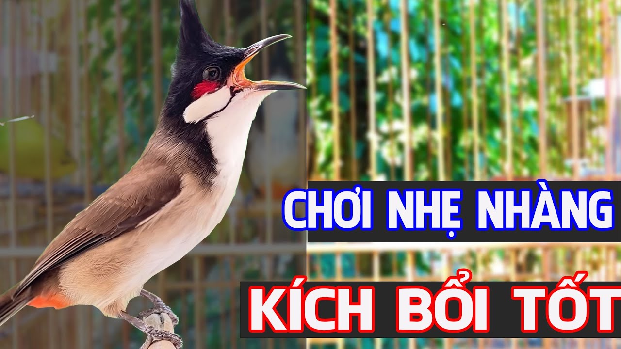 🔥 Chào Mào Hót Nhẹ Nhàng – Kích Bổi Căng Lửa Cực Nhanh, Nghe Mau Nổi!