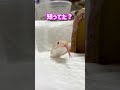 【見たことある！？】白蛇のペロペロをスローで観察 #爬虫類 #白蛇