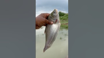 🫣This is Amazing Fish #facts #latest #space #new #trending #viral #shorts #short #shortvideo #video