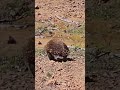 Echidna at the Great Lakes Tasmania