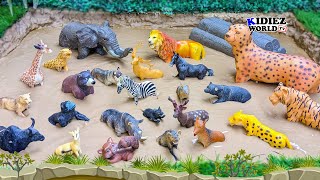 20 Amazing Forest Animals Stuck in Mud | Learn About Wildlife with Real Sounds 🐘🦓🐅