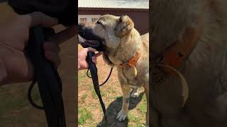 Aryah recovers in the house #narrowayhomestead #livestockguardiandog #aryahdog #recovery #postop